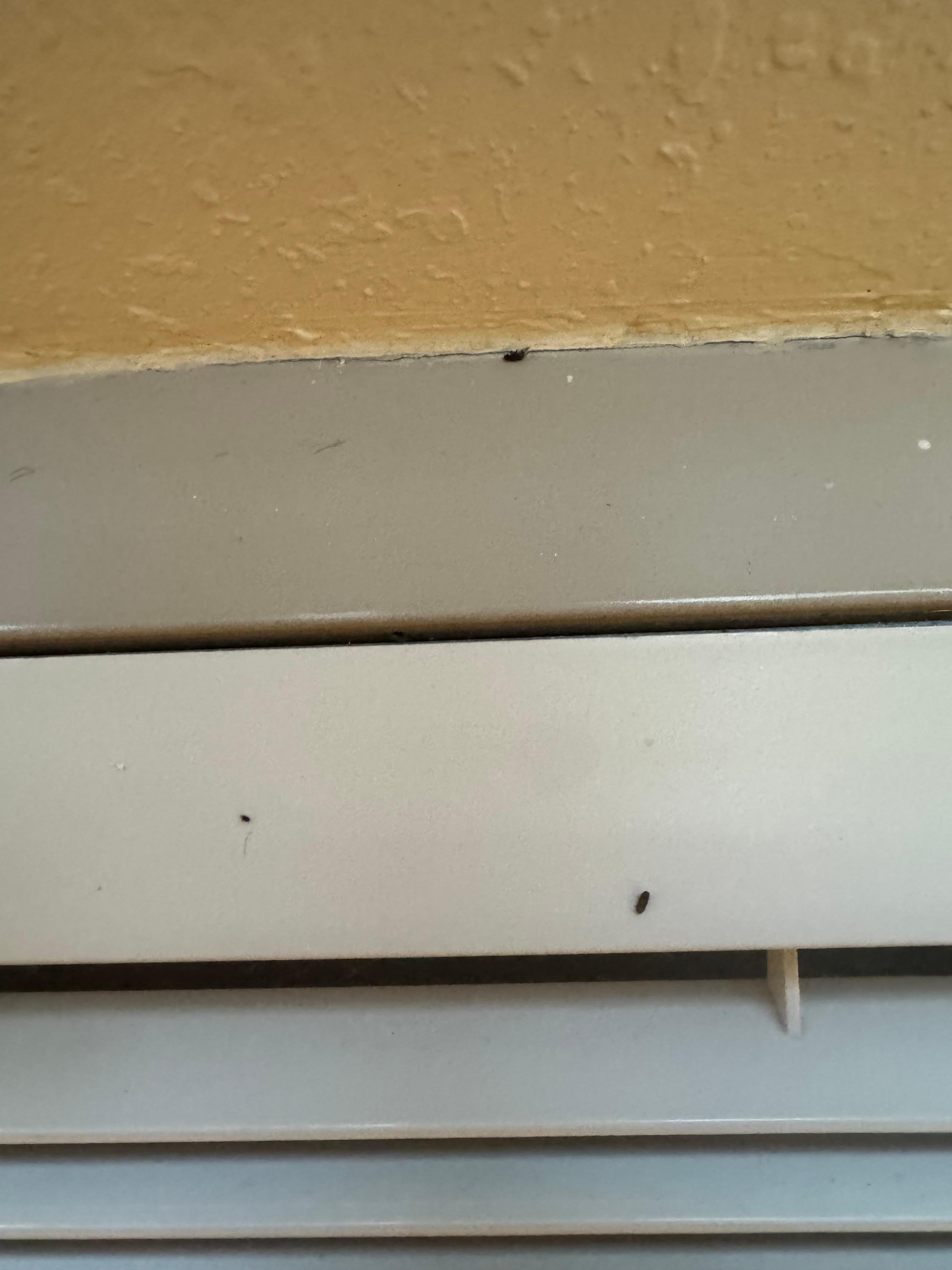 Videos showing live bugs.