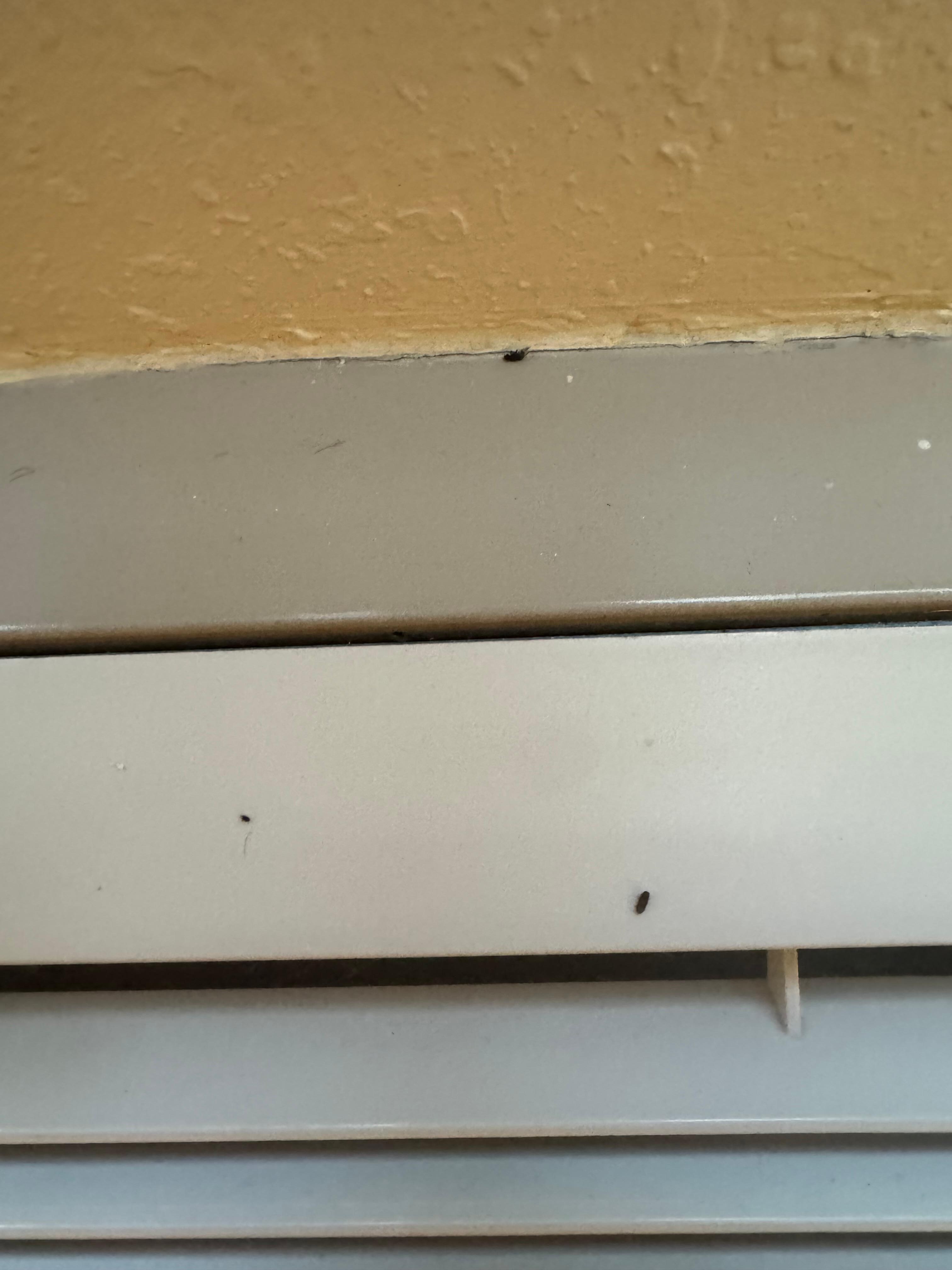 Videos showing live bugs. 