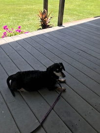 Even puppies need a vacation
