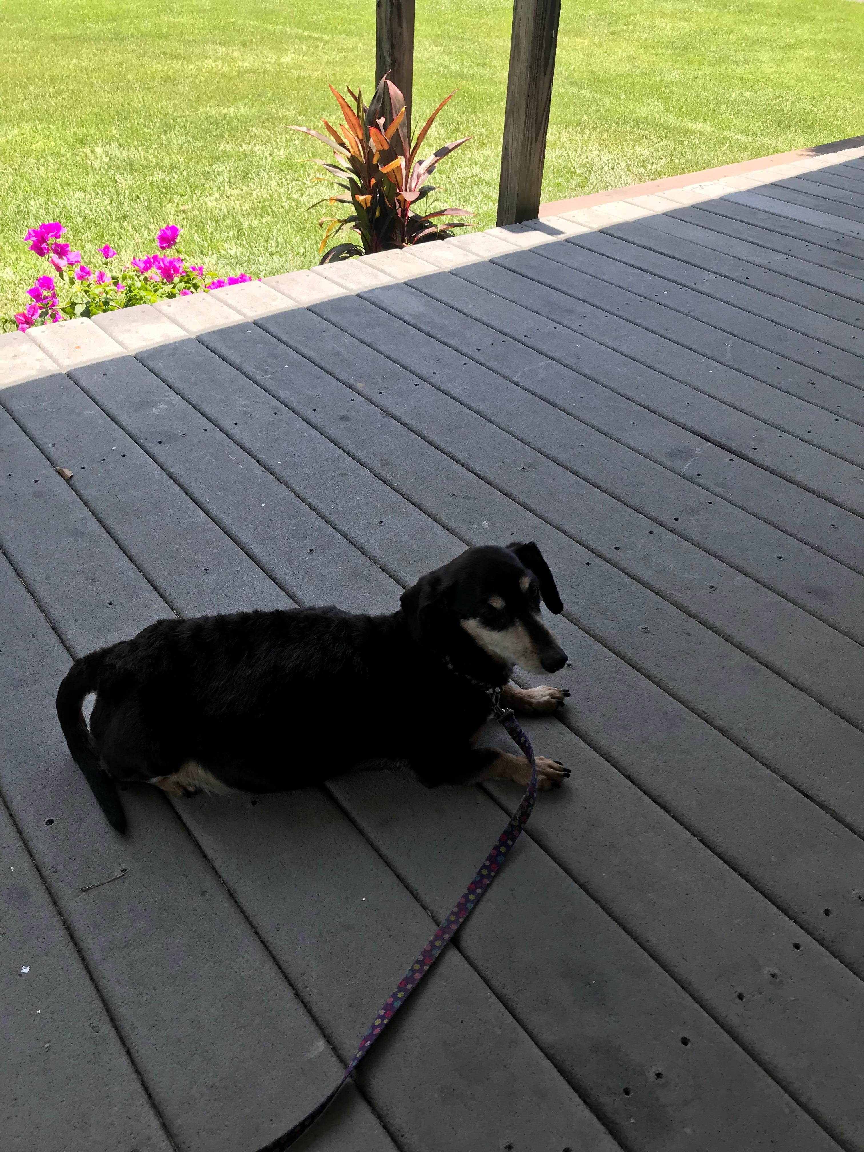 Even puppies need a vacation 