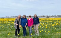 Daffodil Days in Newport