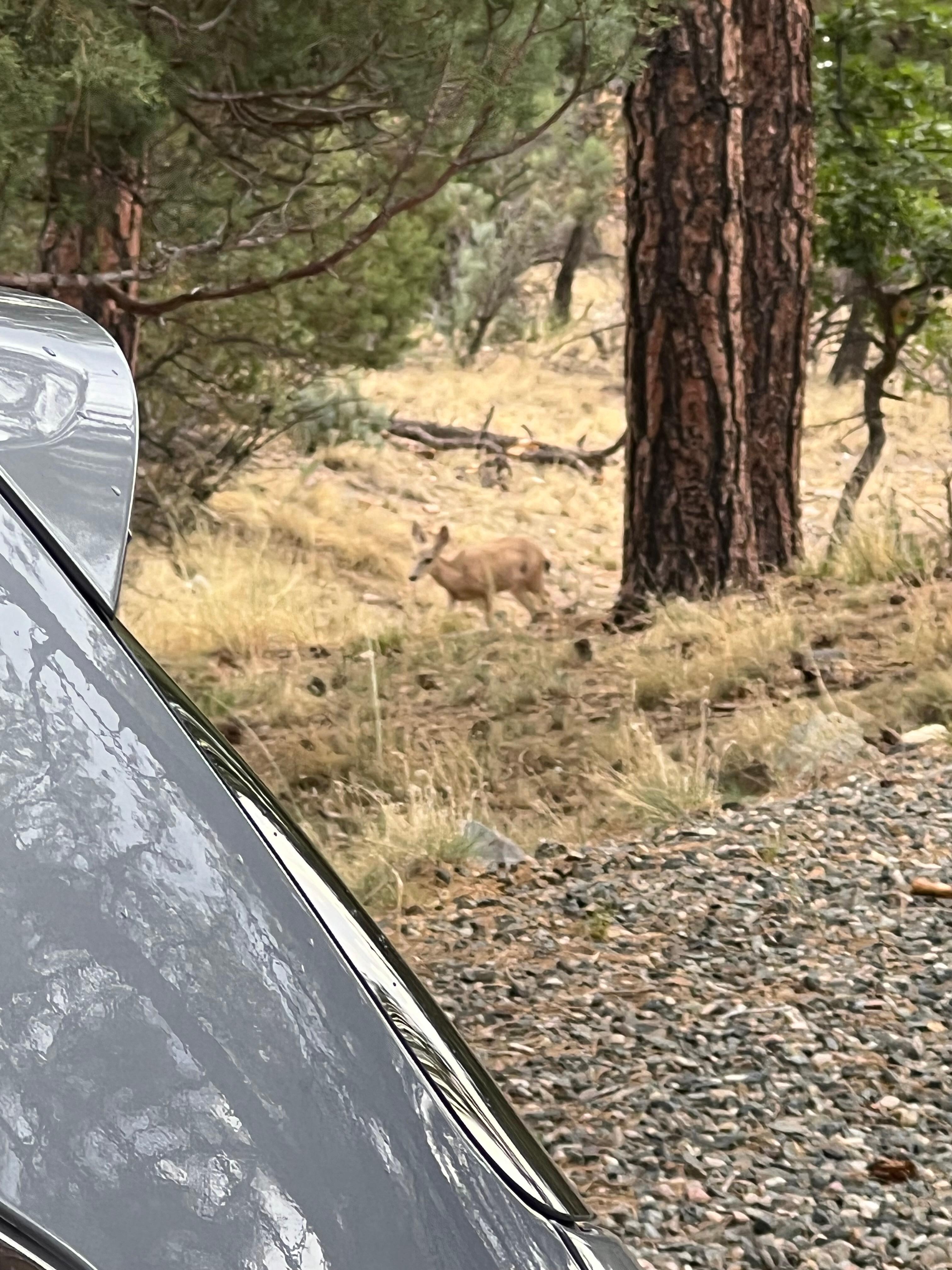 Deer