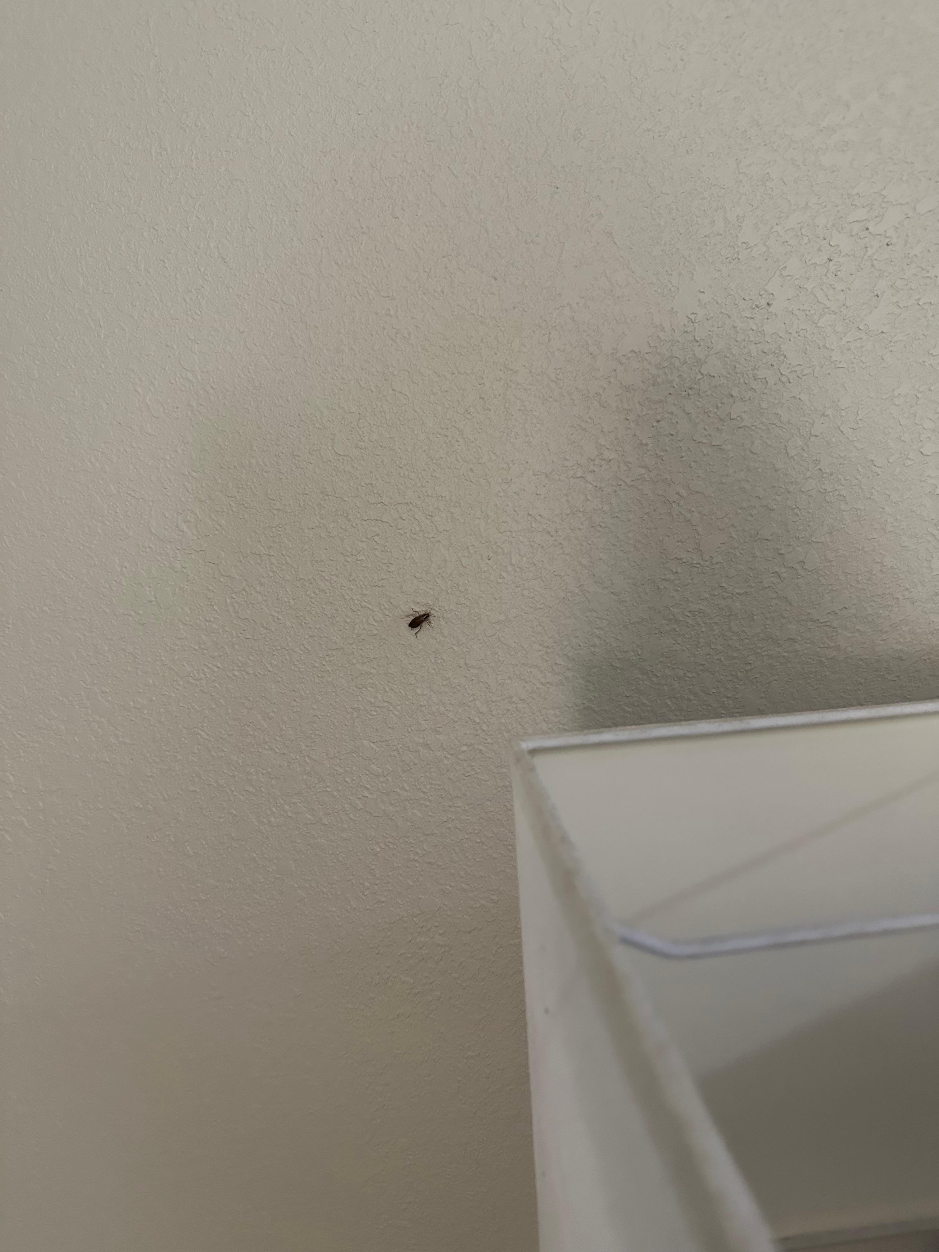 Roaches in third room