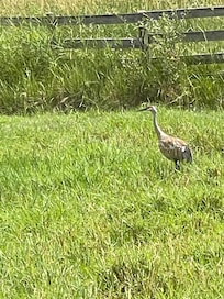 One of the many cranes we encountered.