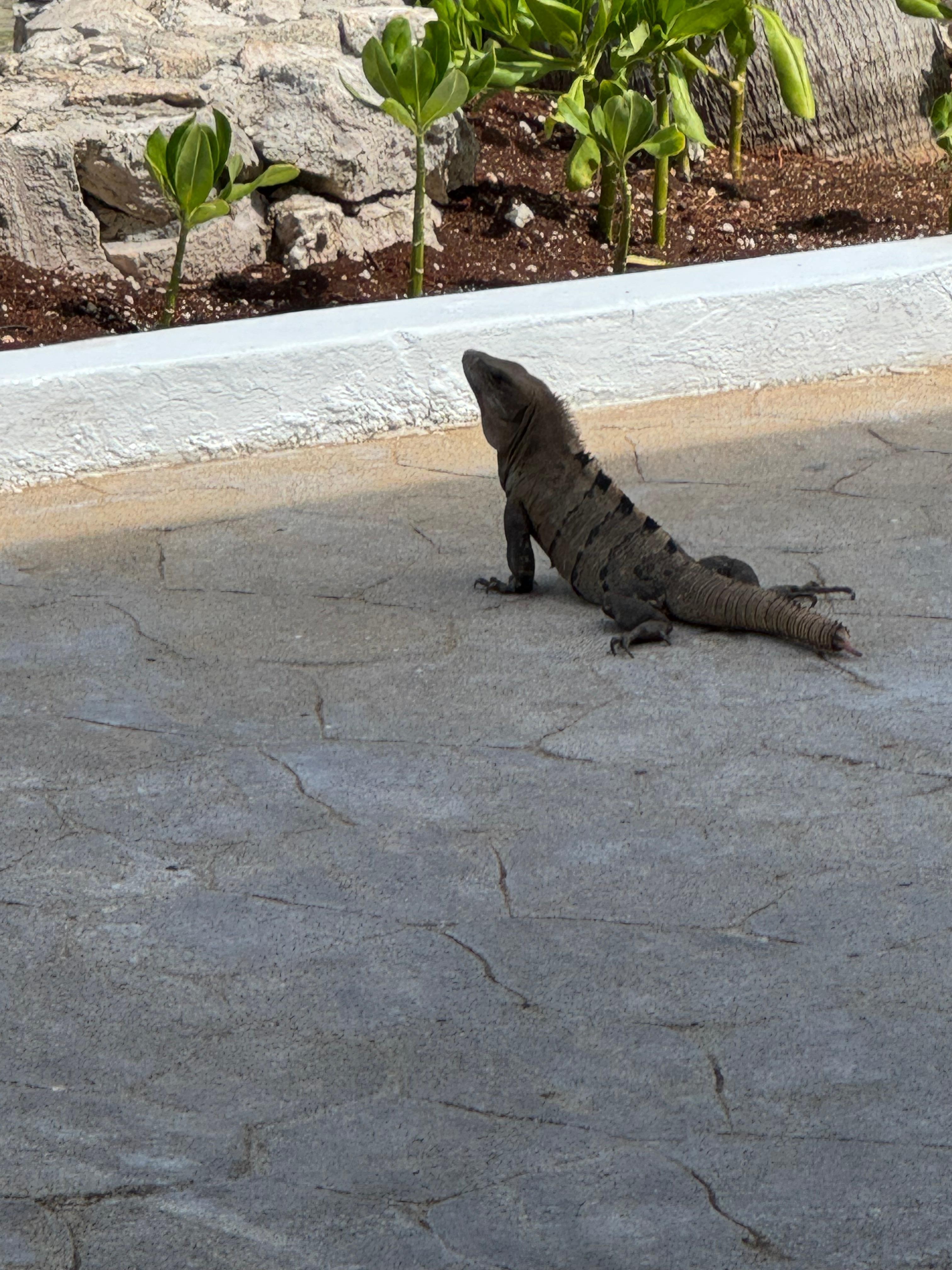 Amigo