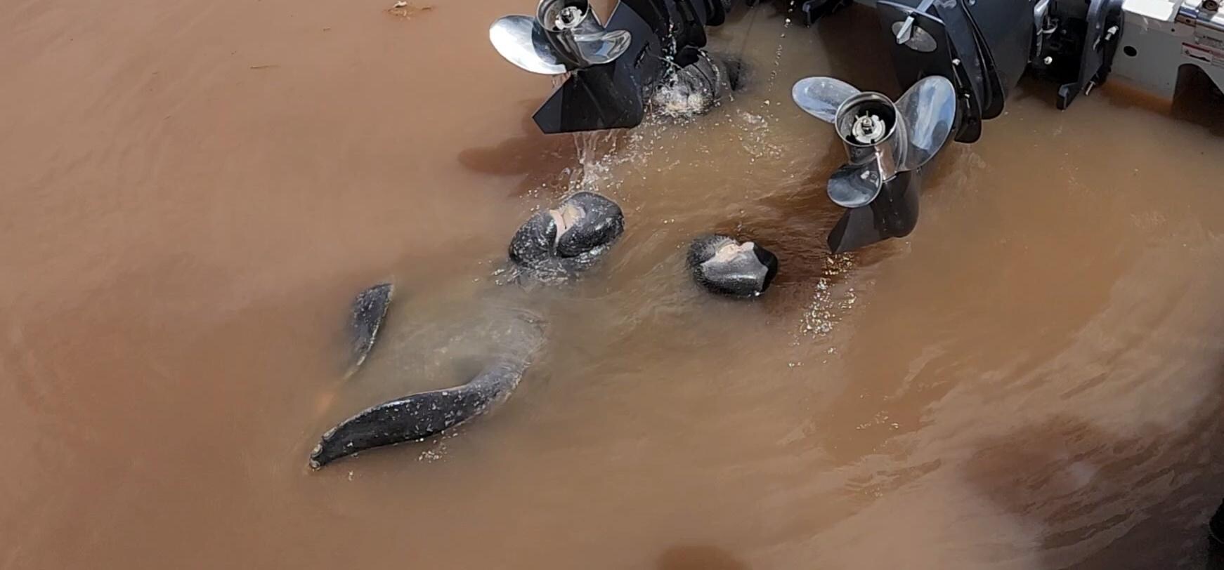 Our manatee visitors! They were sooo cute! 