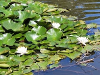 Gilmour Park is a lovely place to visit and very close to our accommodation.