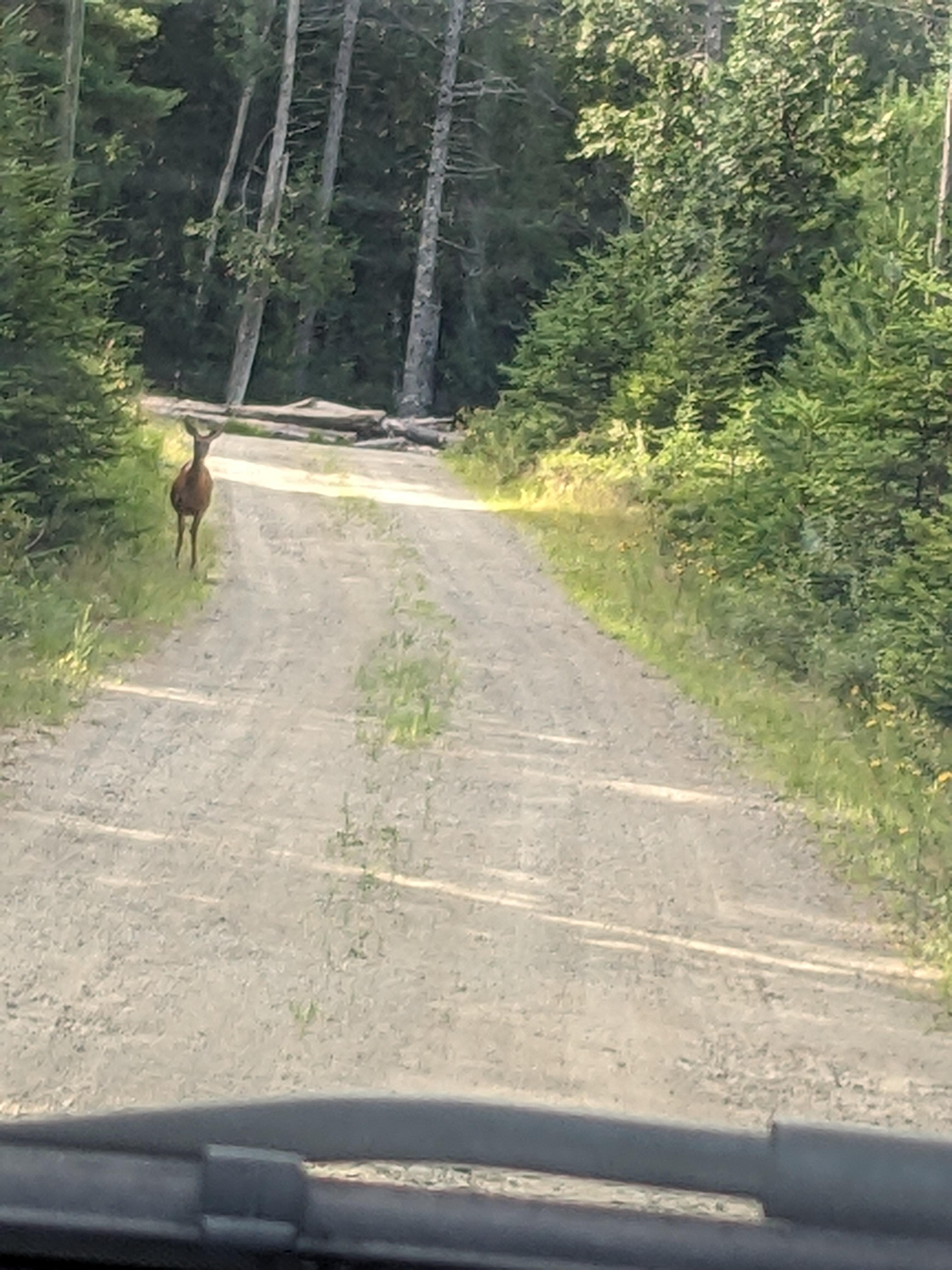 A deer greeting me in the driveway!