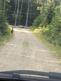 A deer greeting me in the driveway!
