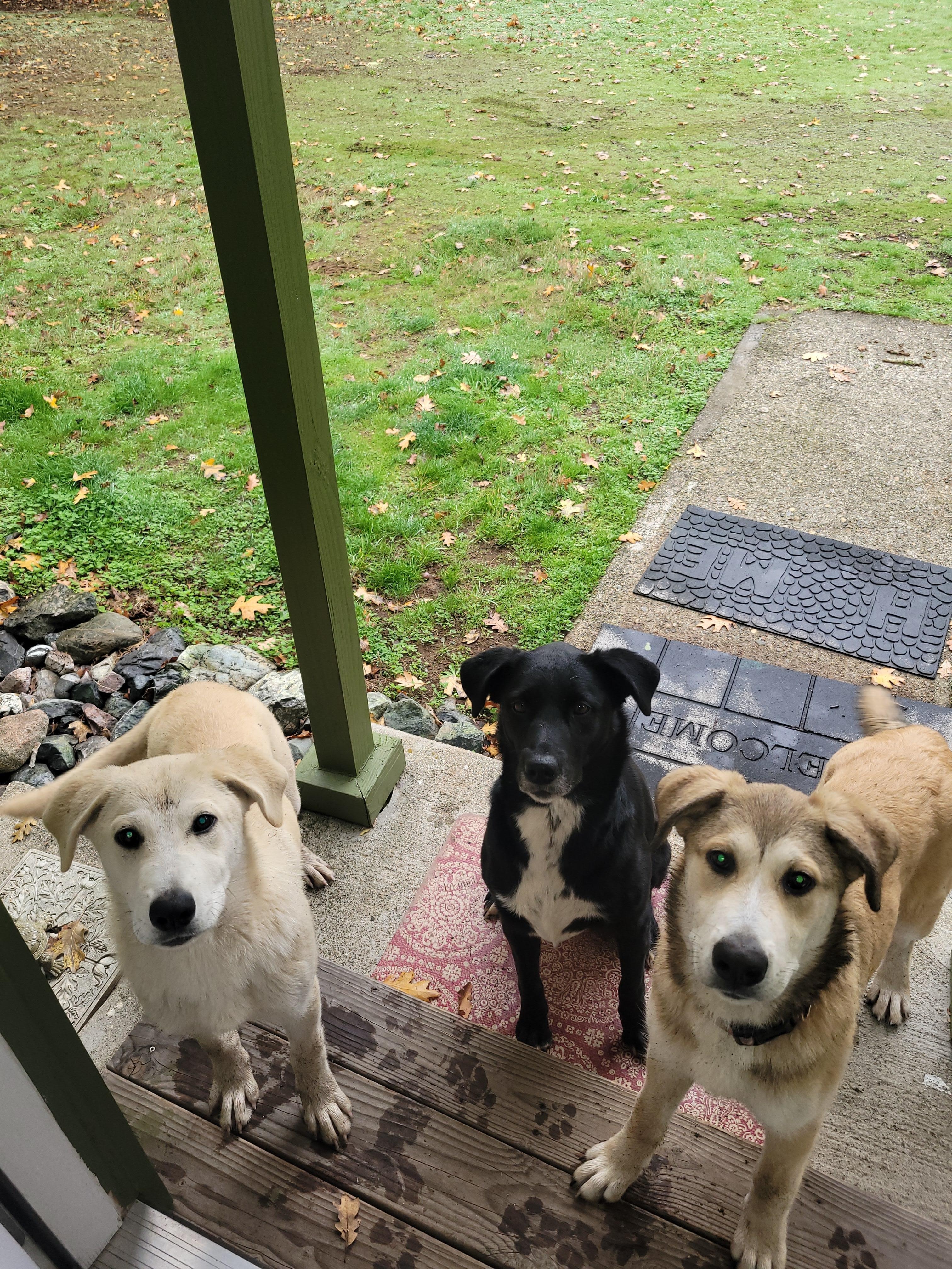 Security team😂 Don't worry you won't hear them bark!