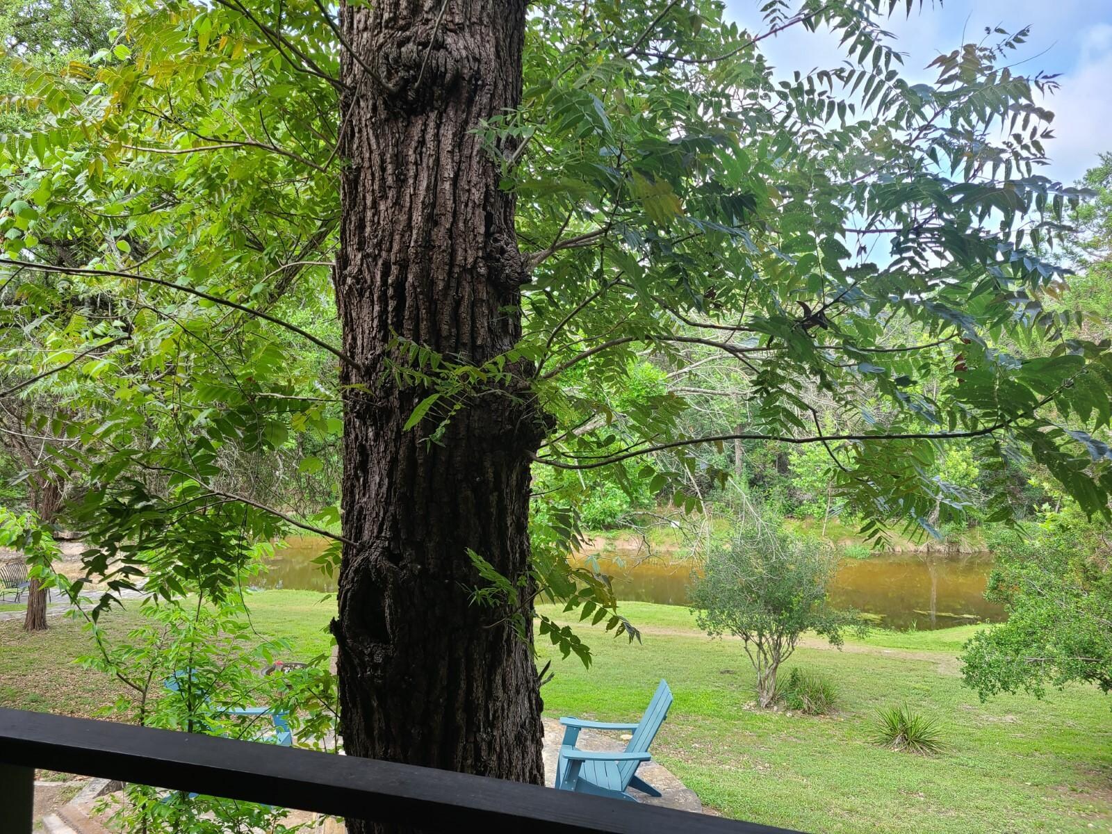From the back porch