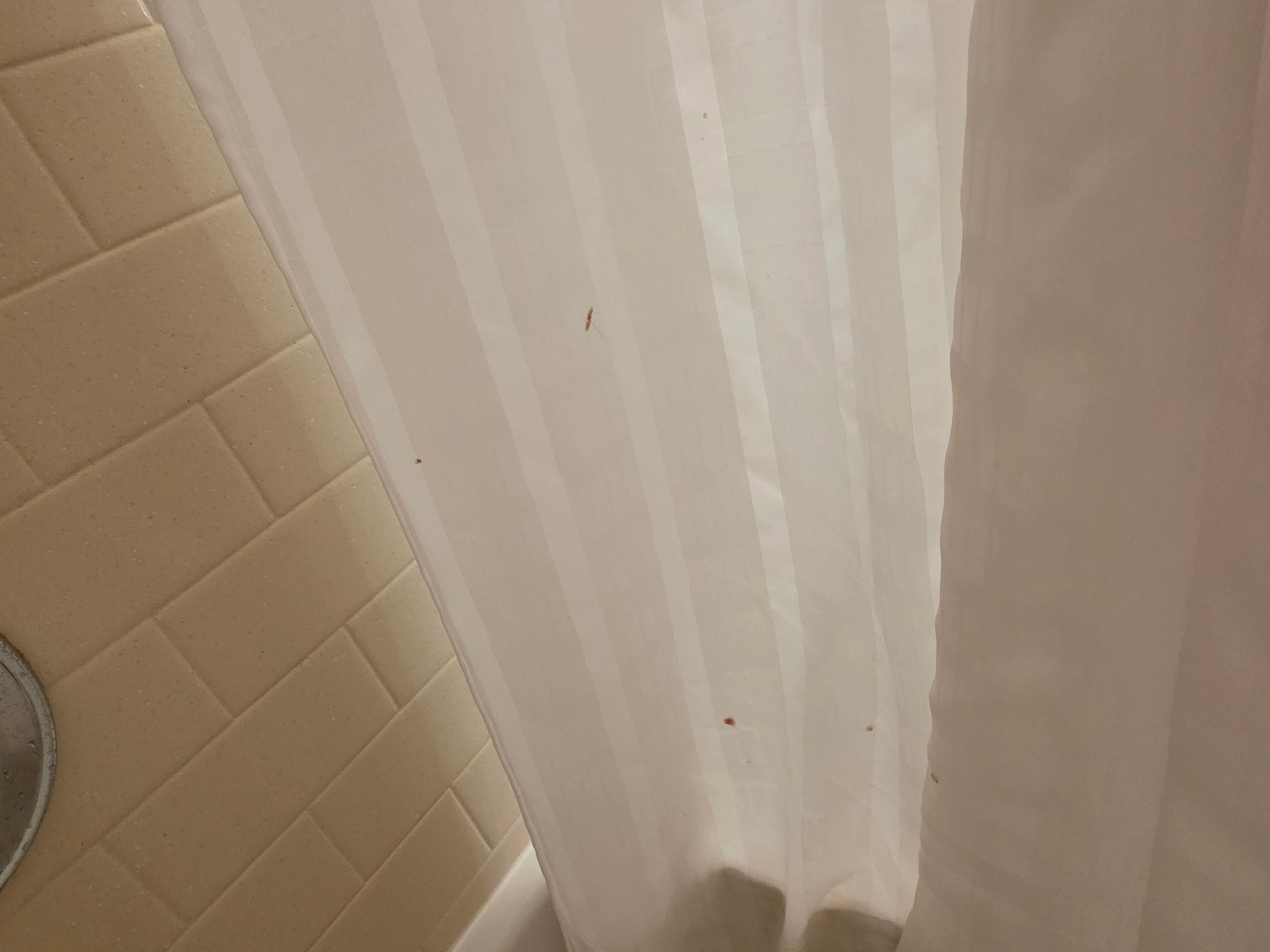 stains on inside of shower curtain 