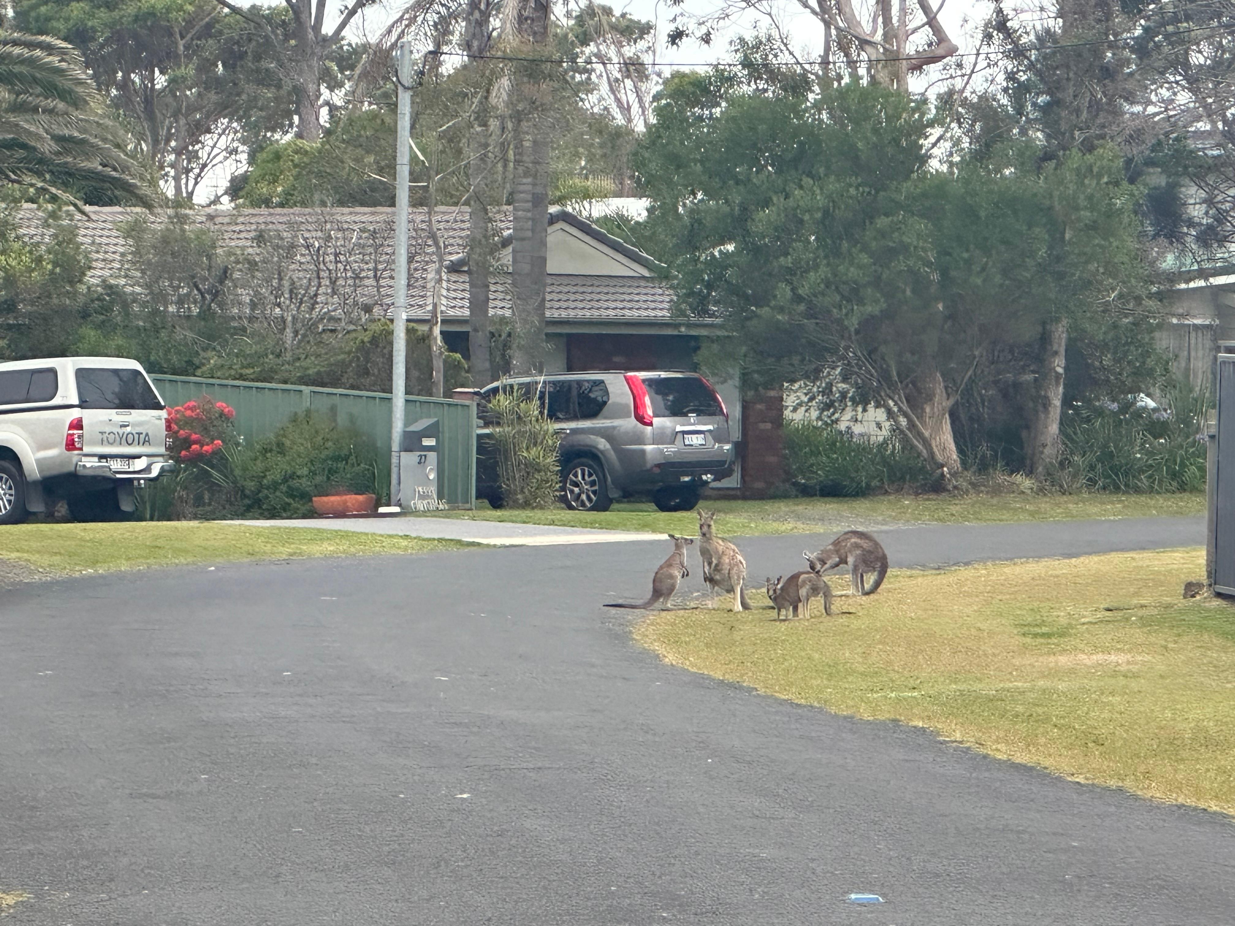 Local kangaroos 