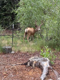 Backyard visitor!