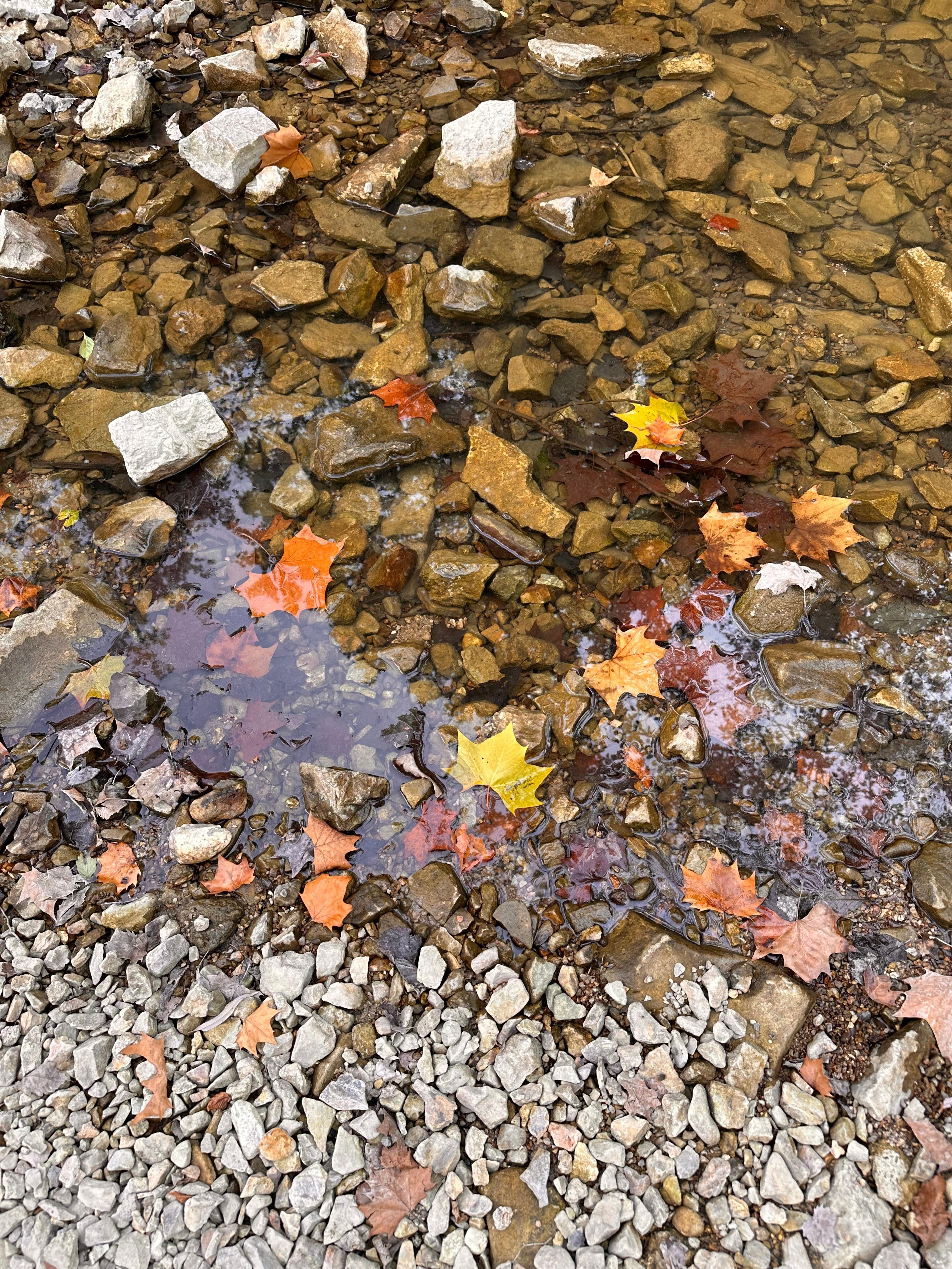 Beginning of leaves changing colors