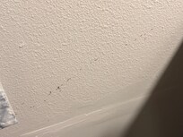 Ants on wall to kitchen counter