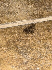 Pile of hair on the bathroom floor