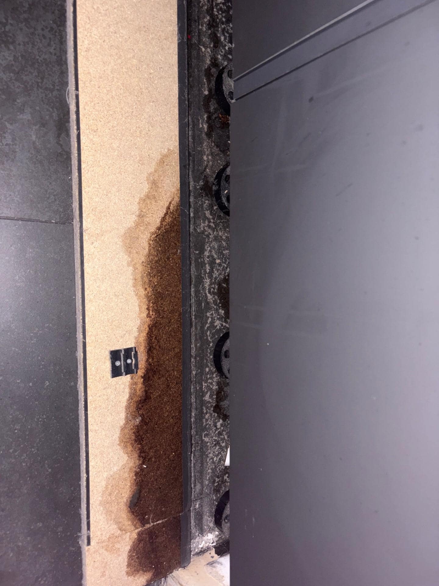 wet, moldy baseboard that fell off the wall