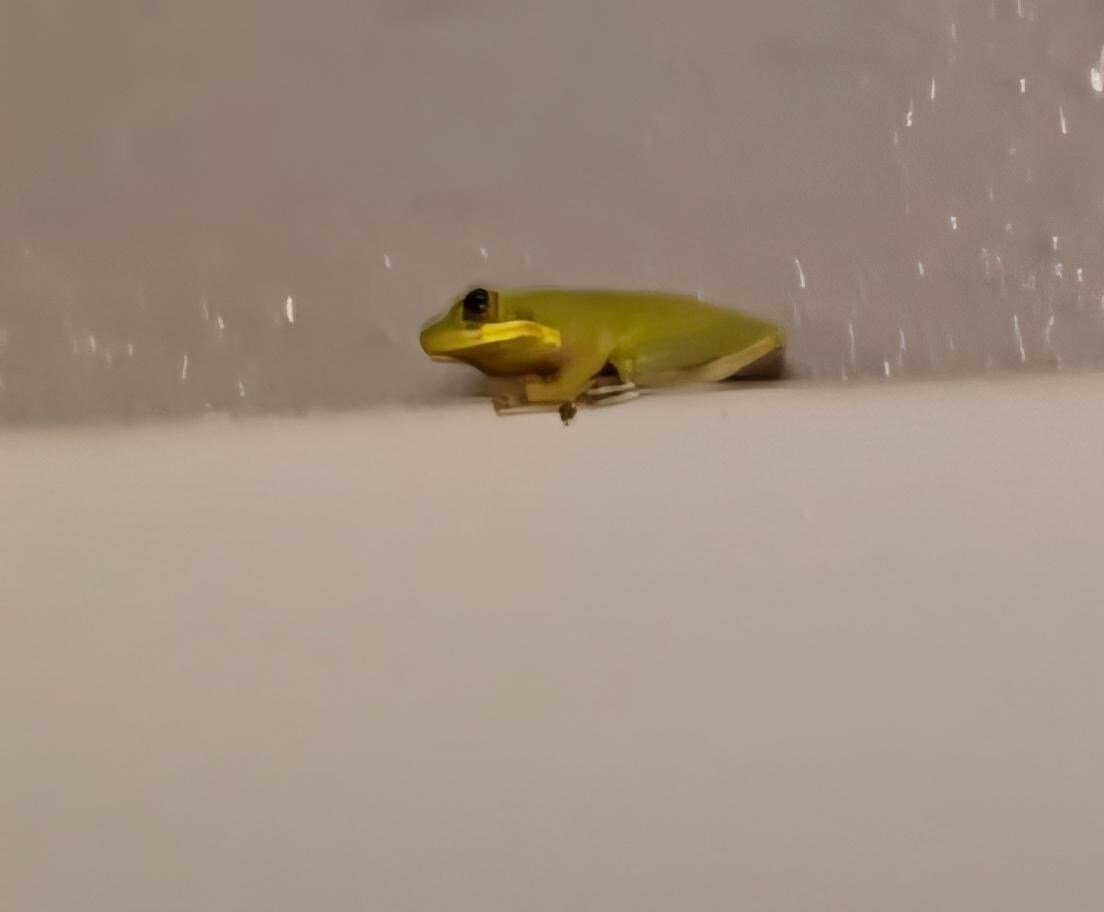 A frog greeting us in the morning 