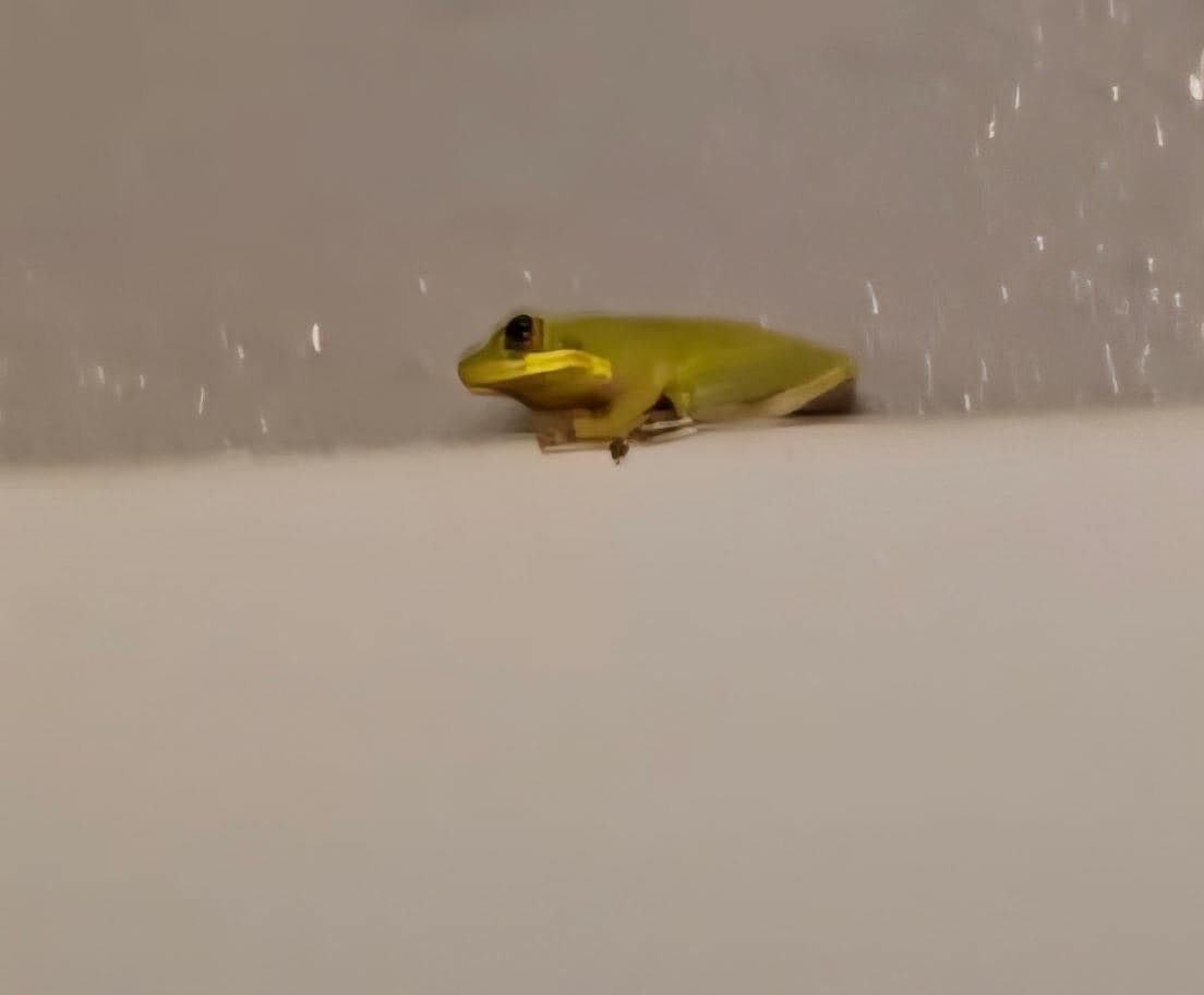 A frog greeting us in the morning