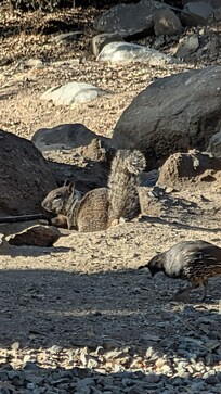 Squirrels near bird feeders.