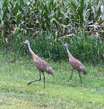 Sandhill cranes down the road.