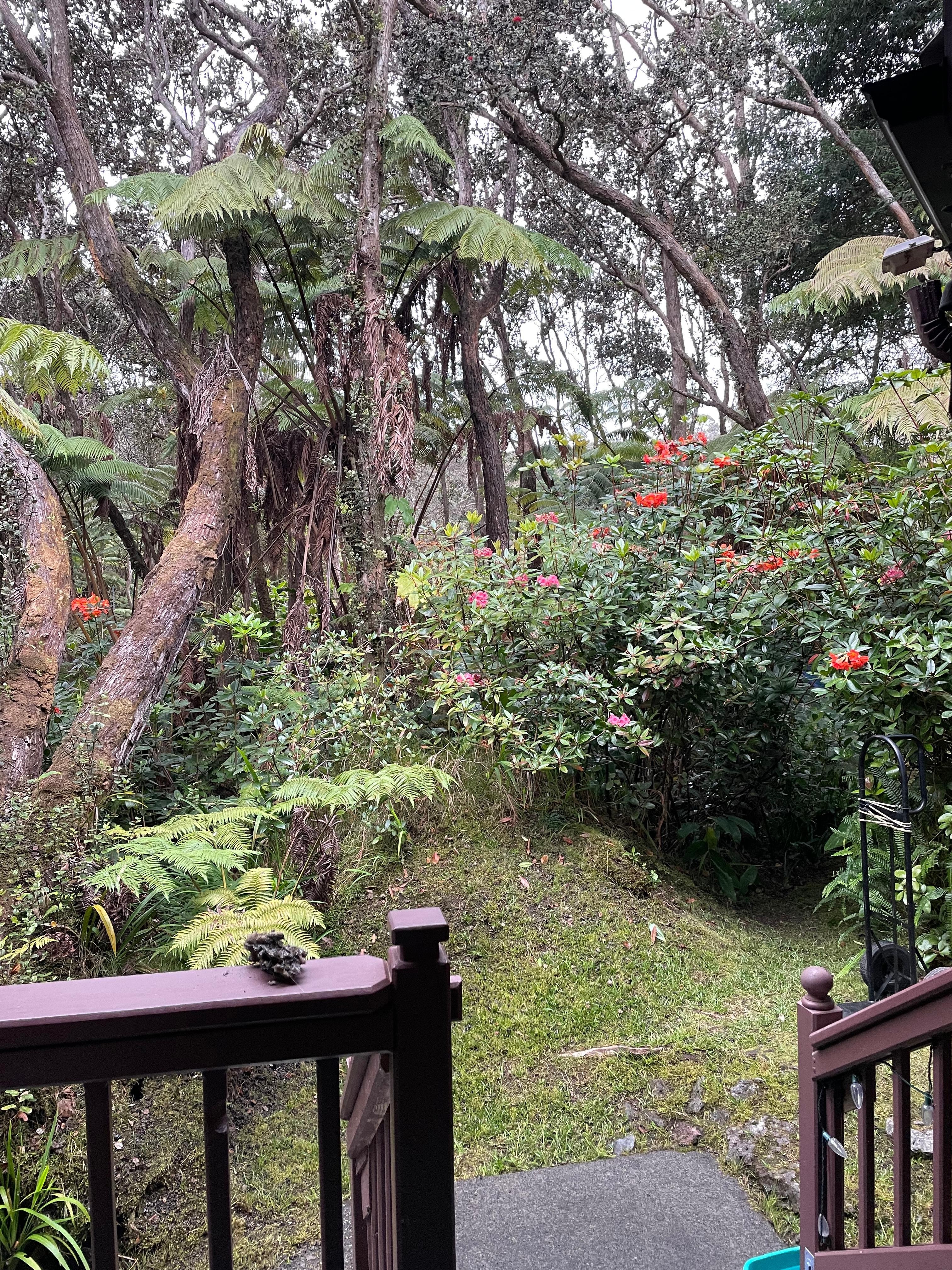 Rain forest.