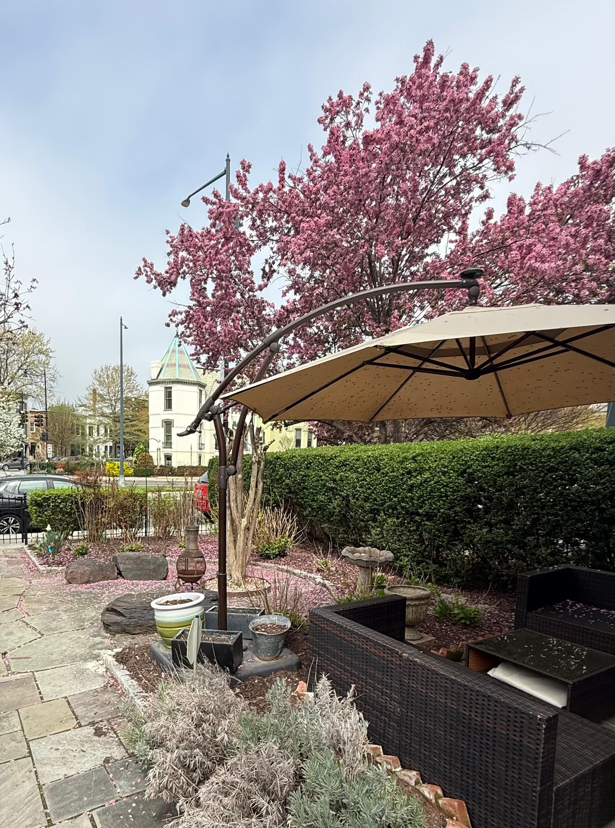 Cherry blossoms and a beautiful home