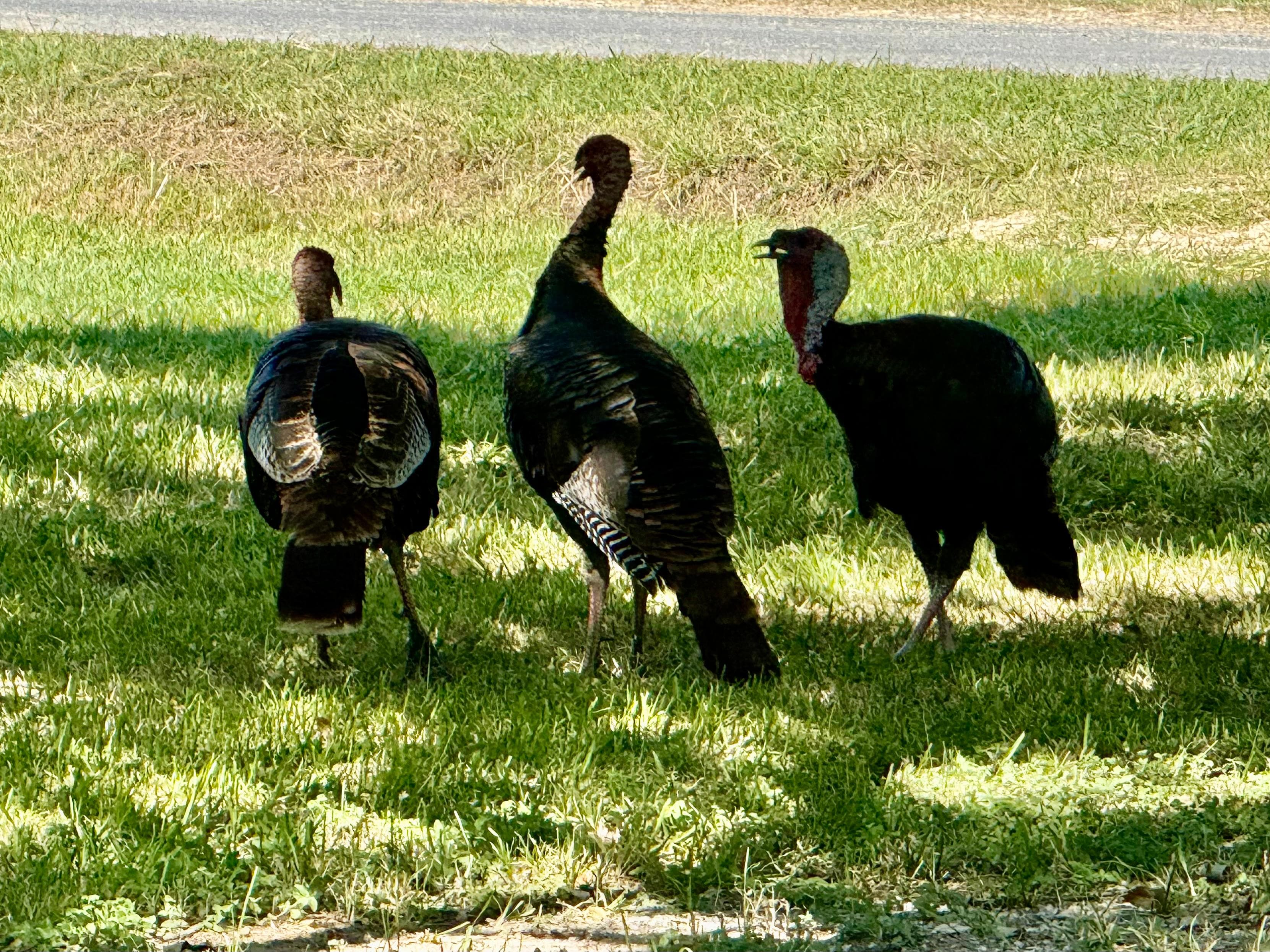 Flock of turkeys in the yard