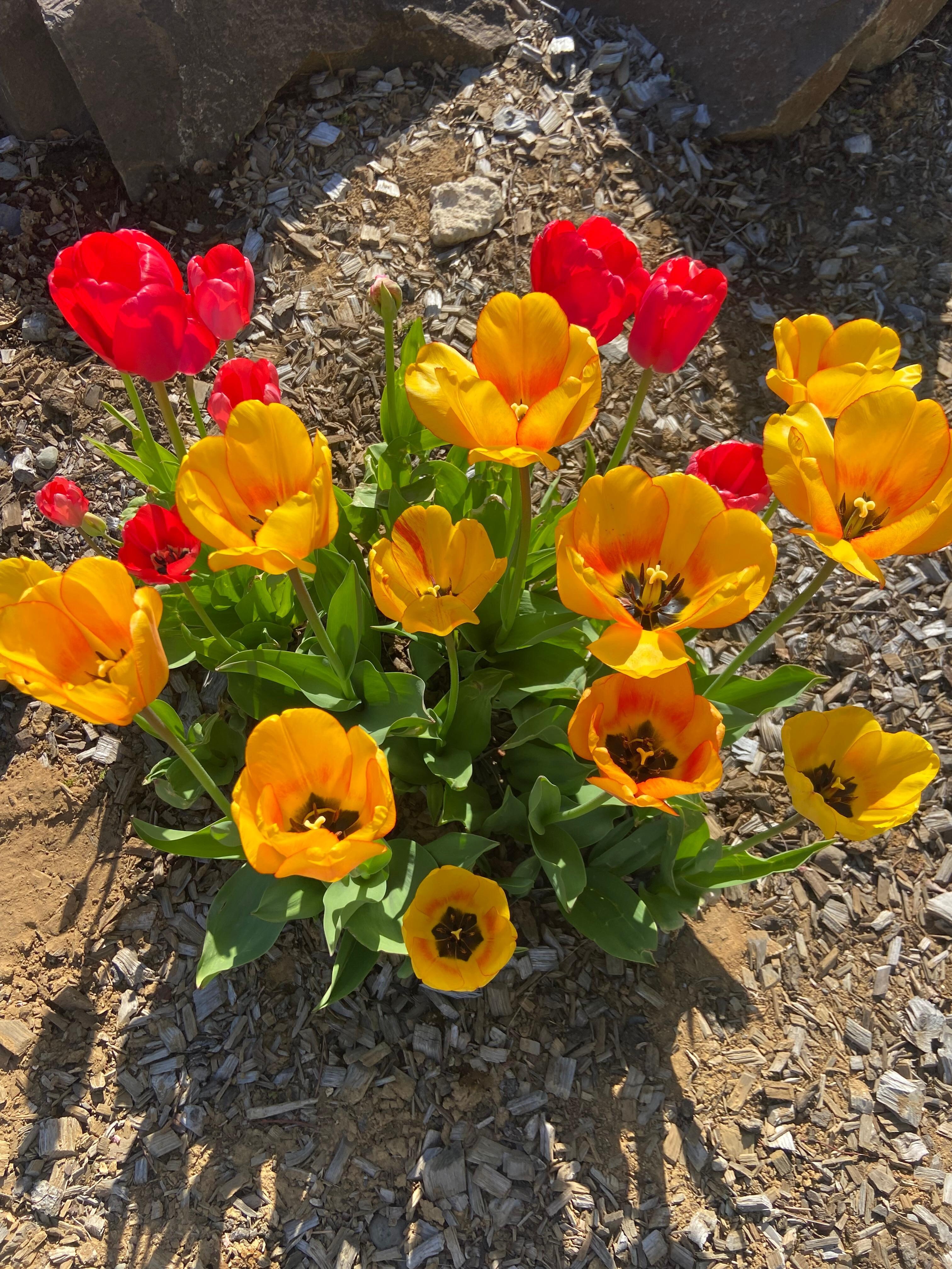 Entrance to lobby flowers