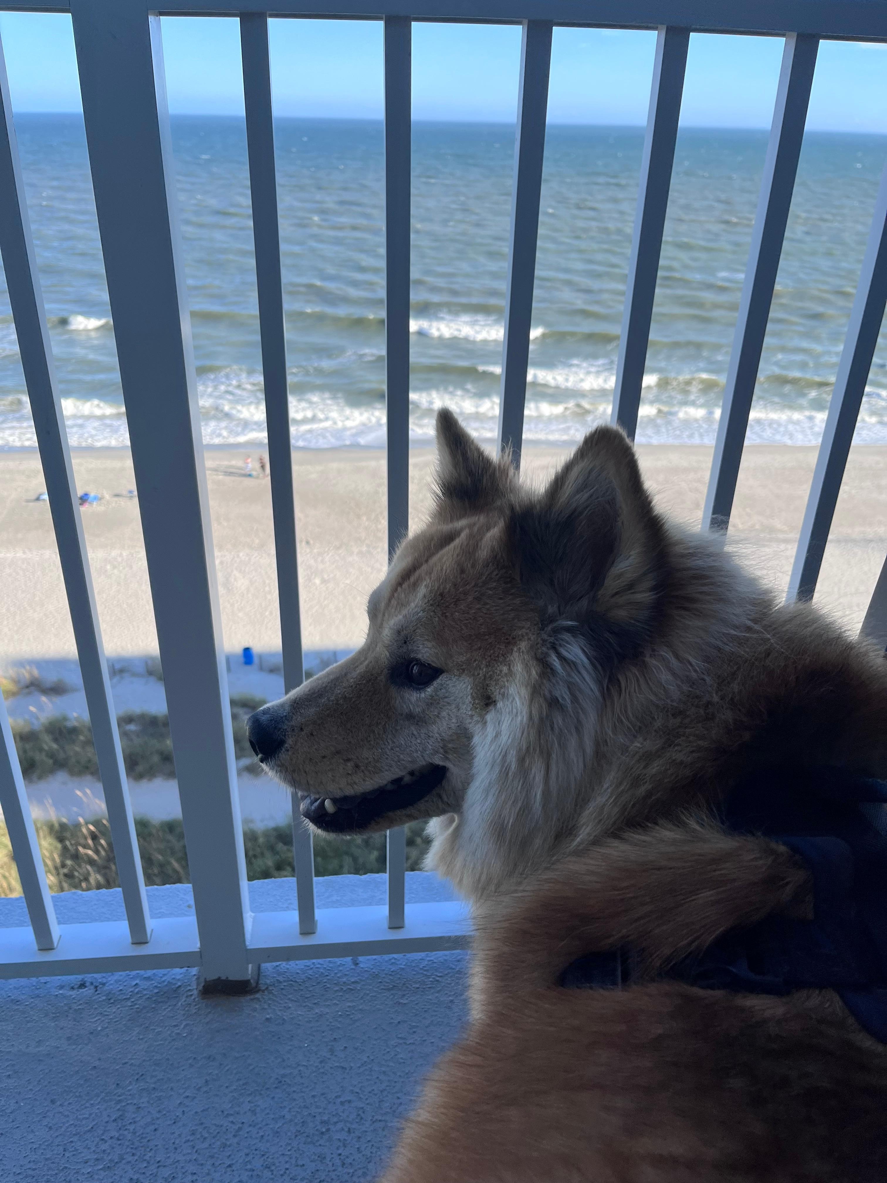 Billy enjoying the view 