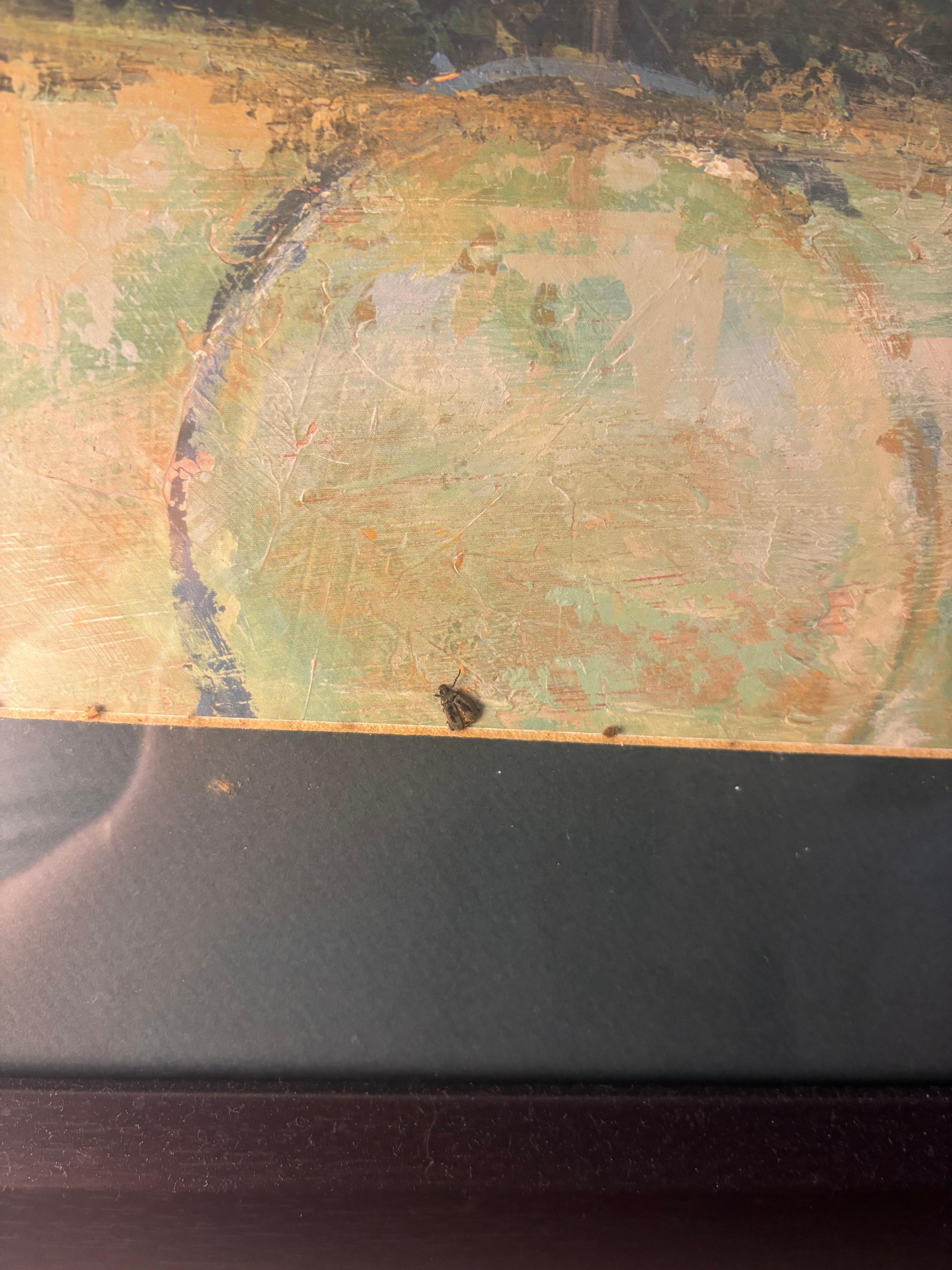 Dead insect inside photo on wall