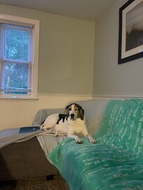 Happy dog