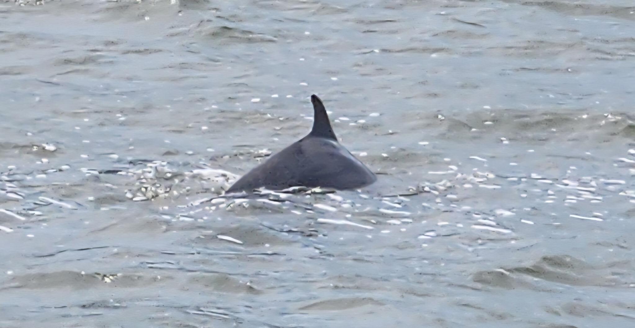 We watched 3 dolphins everyday. 