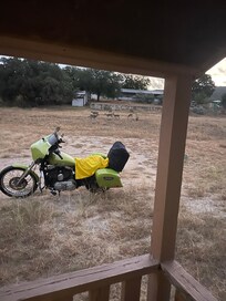 Early morning deer visit before I was leaving