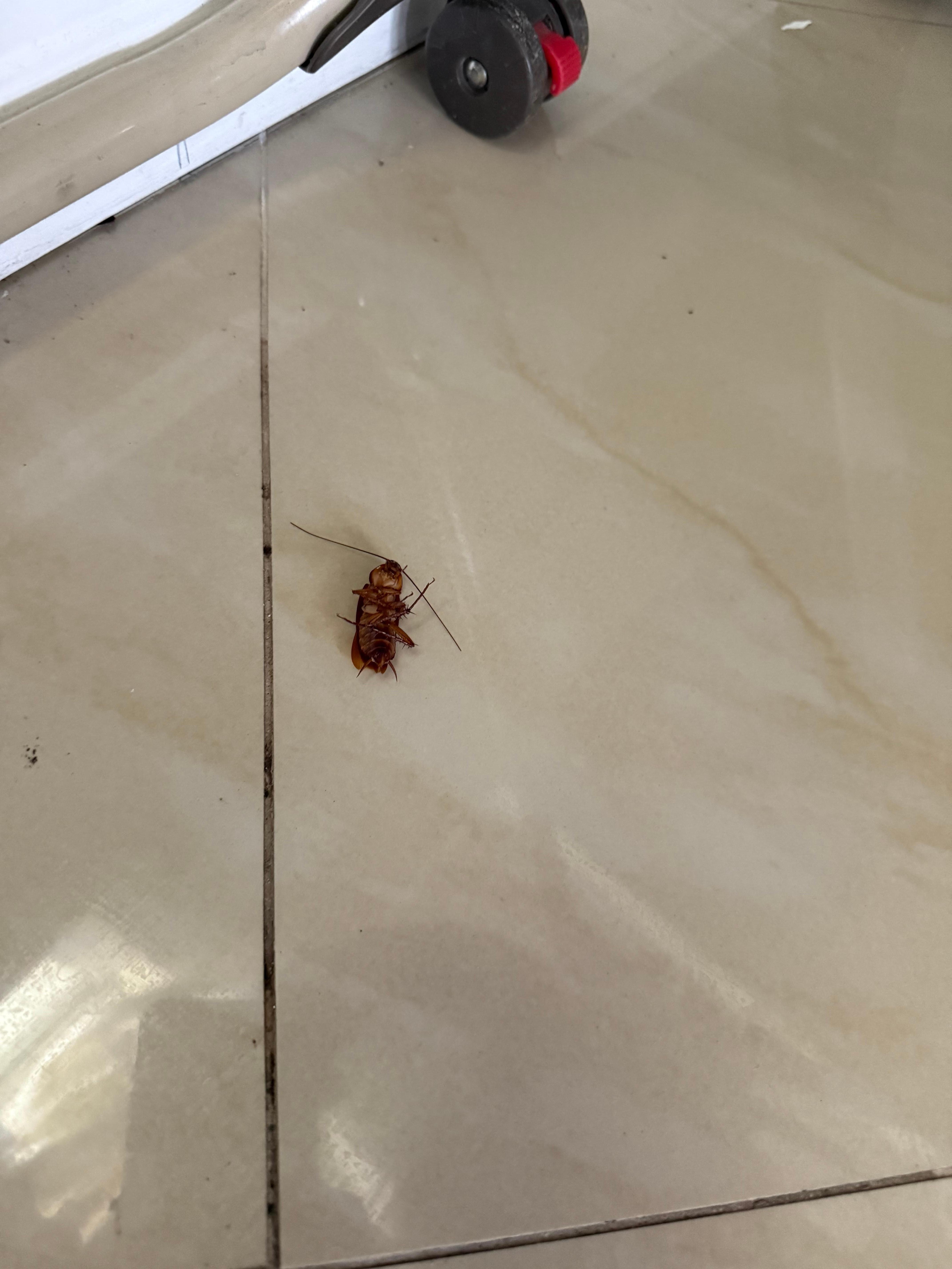 Cockroach, one of many!