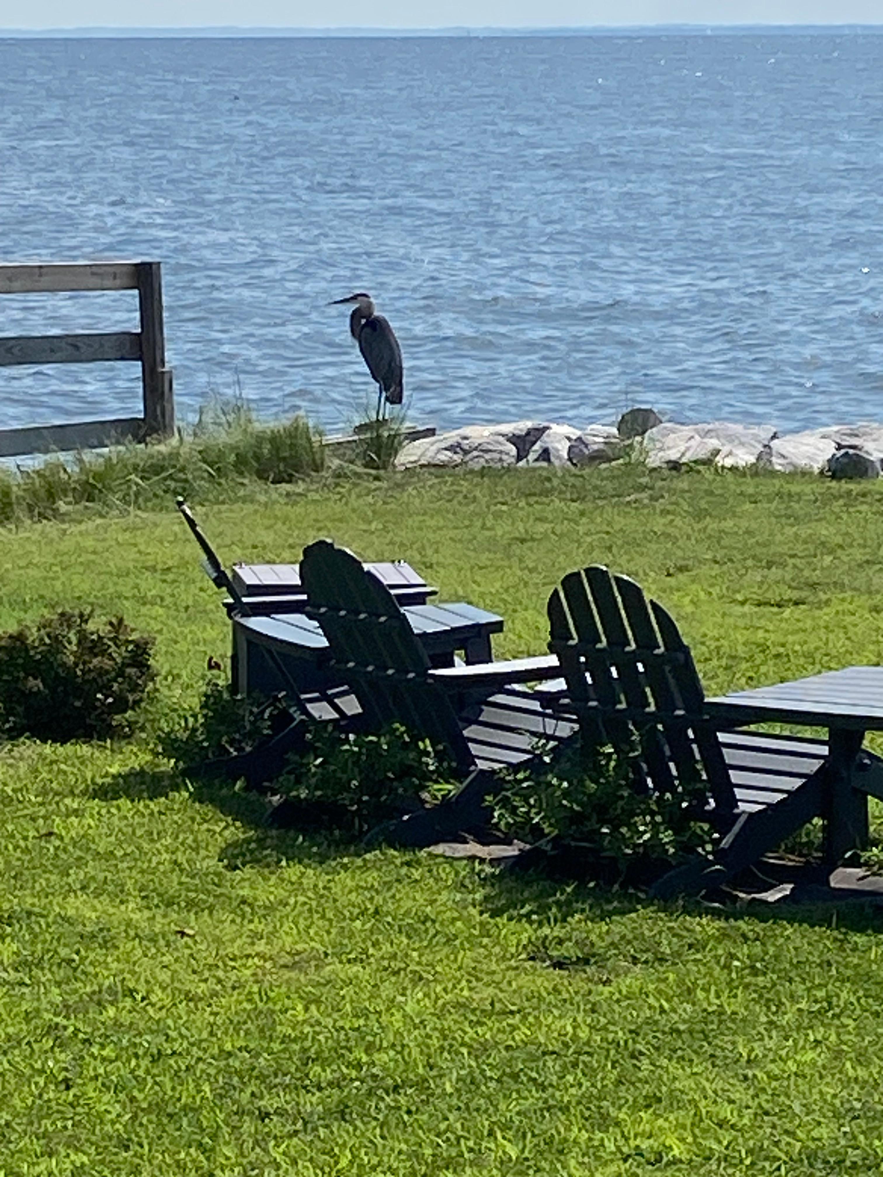 A blue heron came often to visit the backyard.