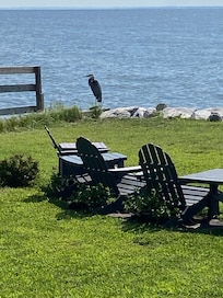 A blue heron came often to visit the backyard.