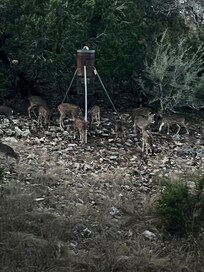 All the deer early in the mornings !!