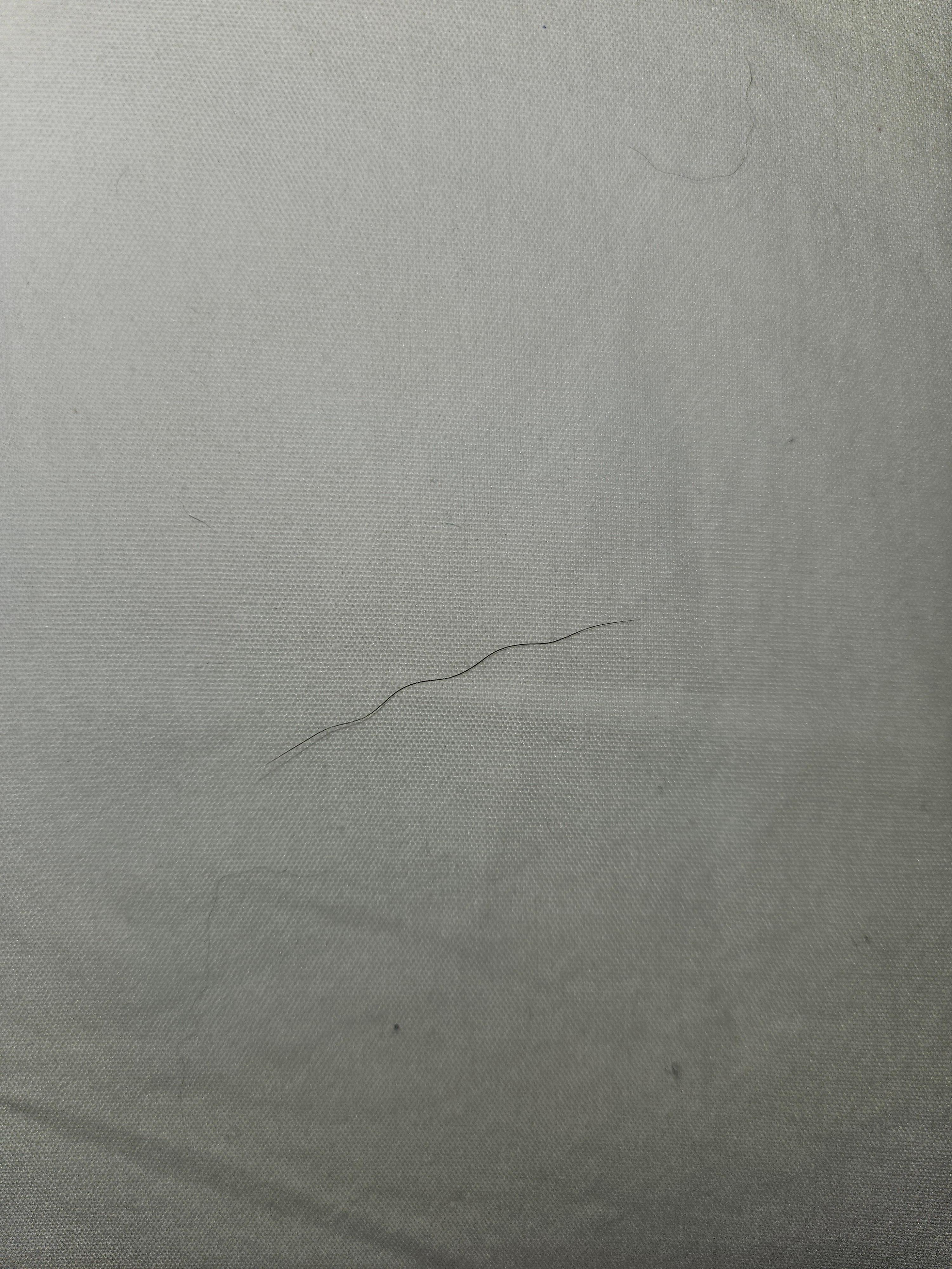Dog hair on pillow