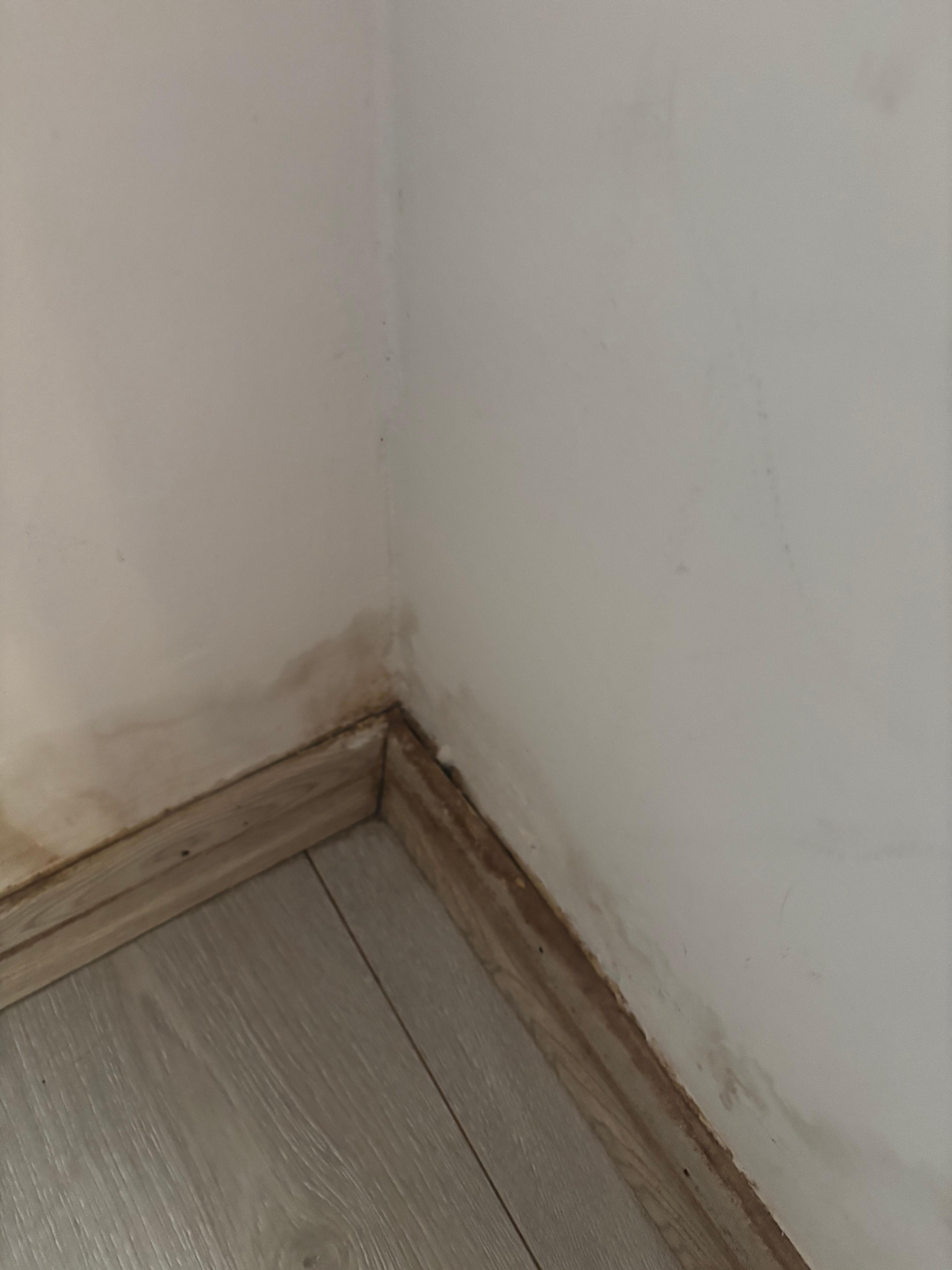 Damp, mouldy walls 