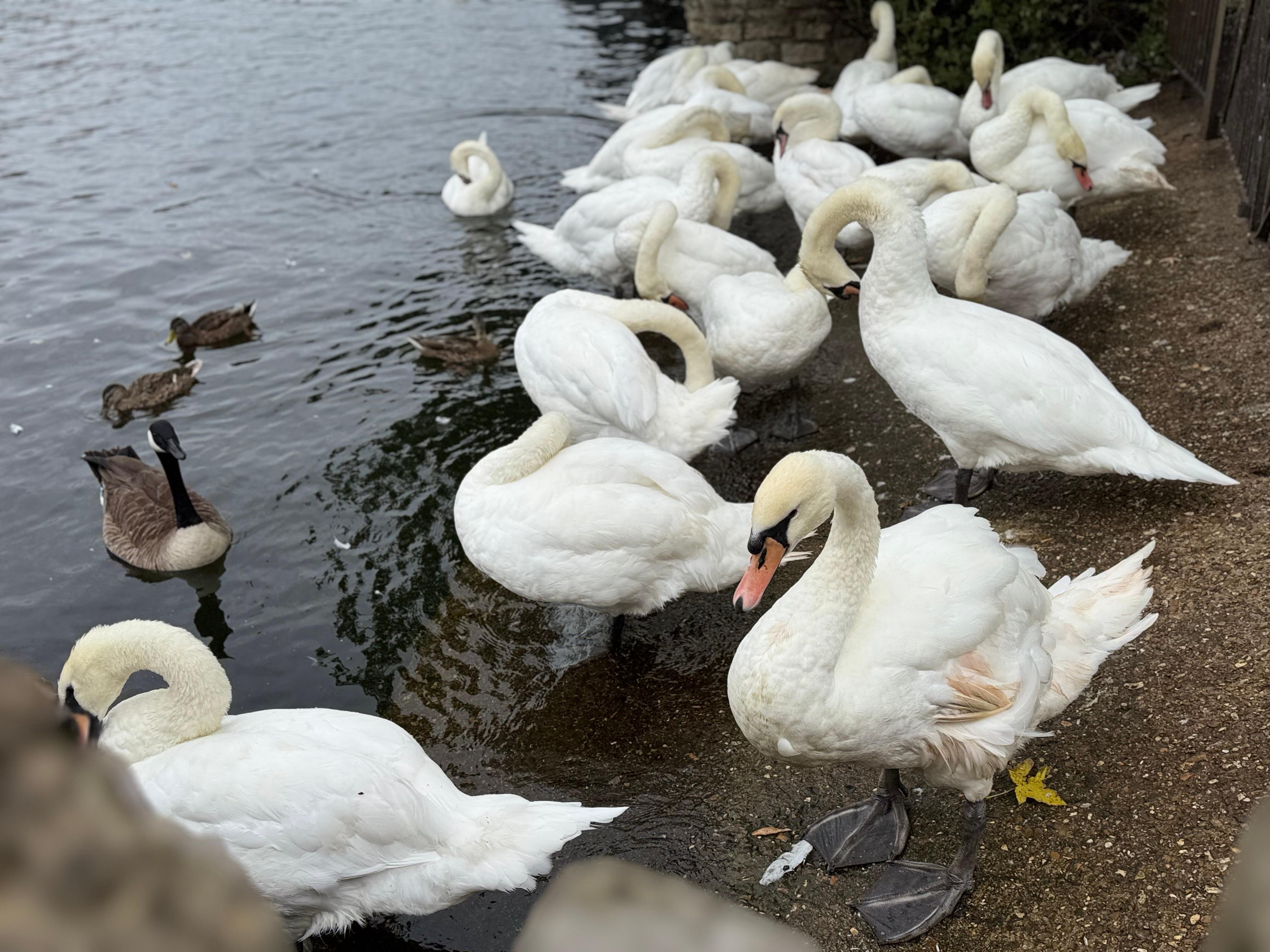 SOO many swans. 