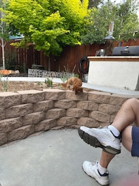 Ariel exploring and sniffing the upper area.