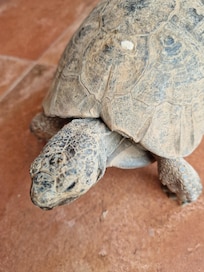 Die Schildkröte "Nacho"