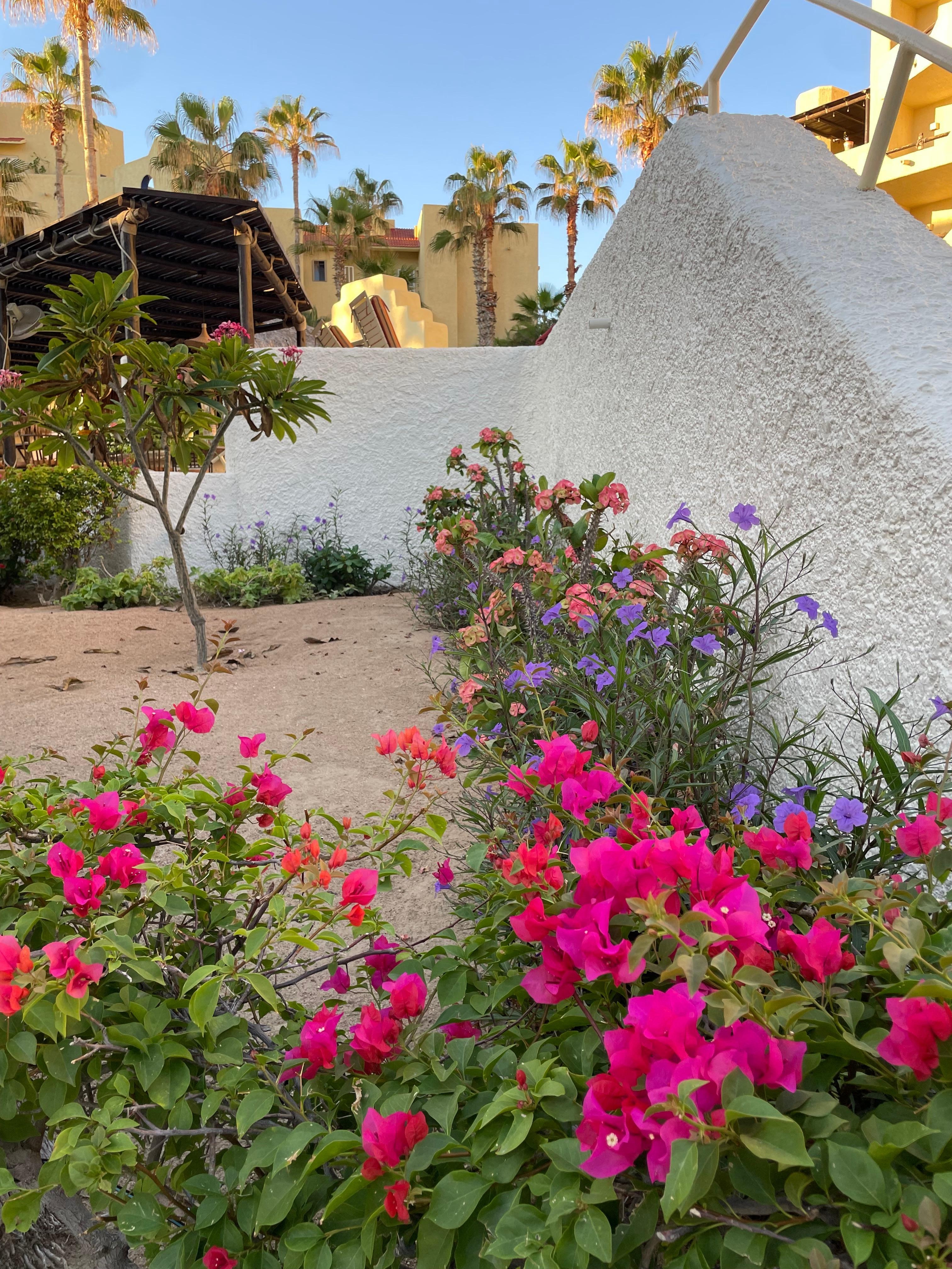 Flowers around the property 