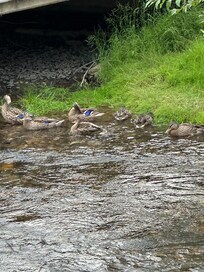 Ducks bathing
