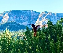 Hummingbirds at the front porch inches from my face!