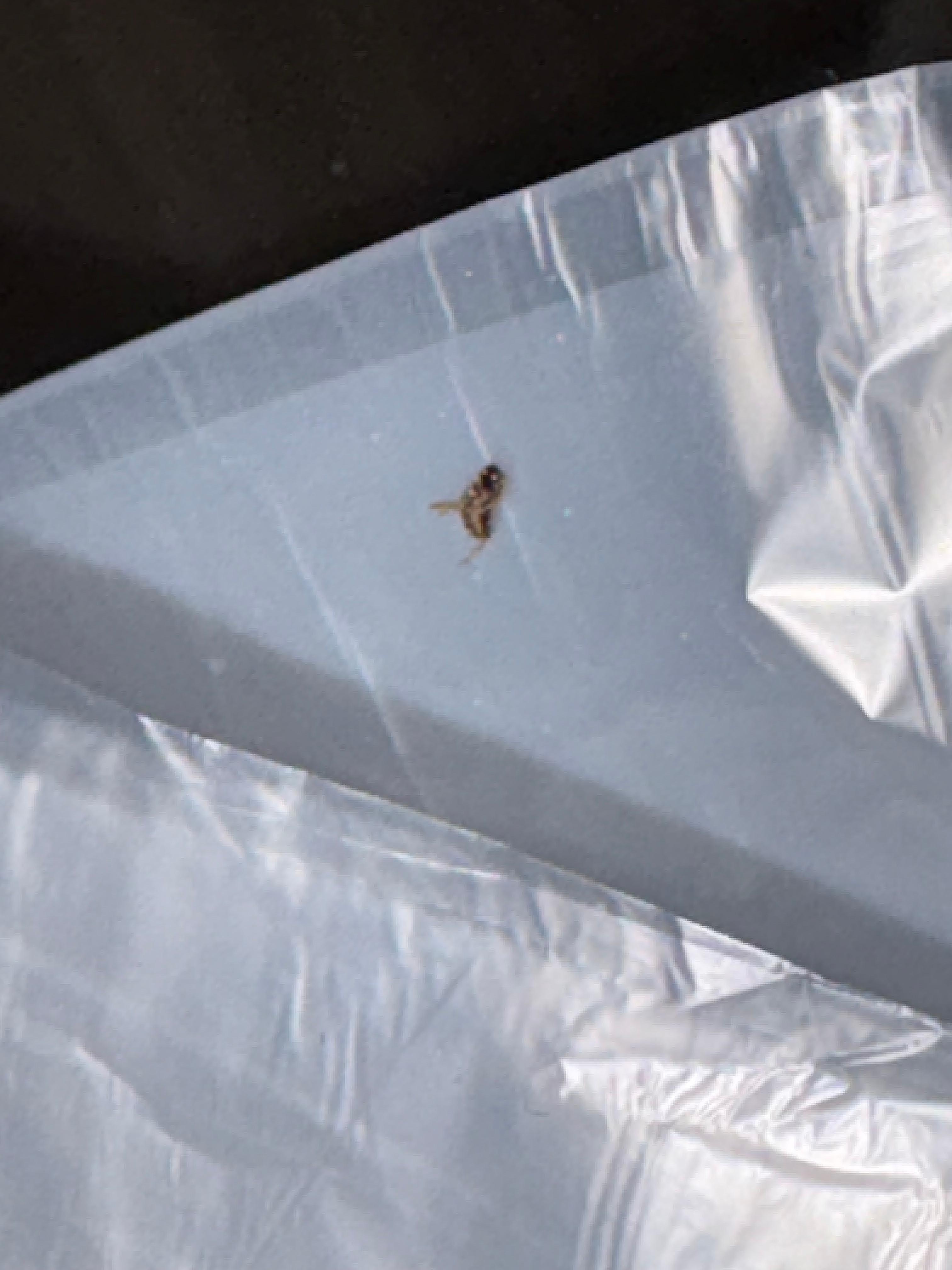 Rough found on trash can