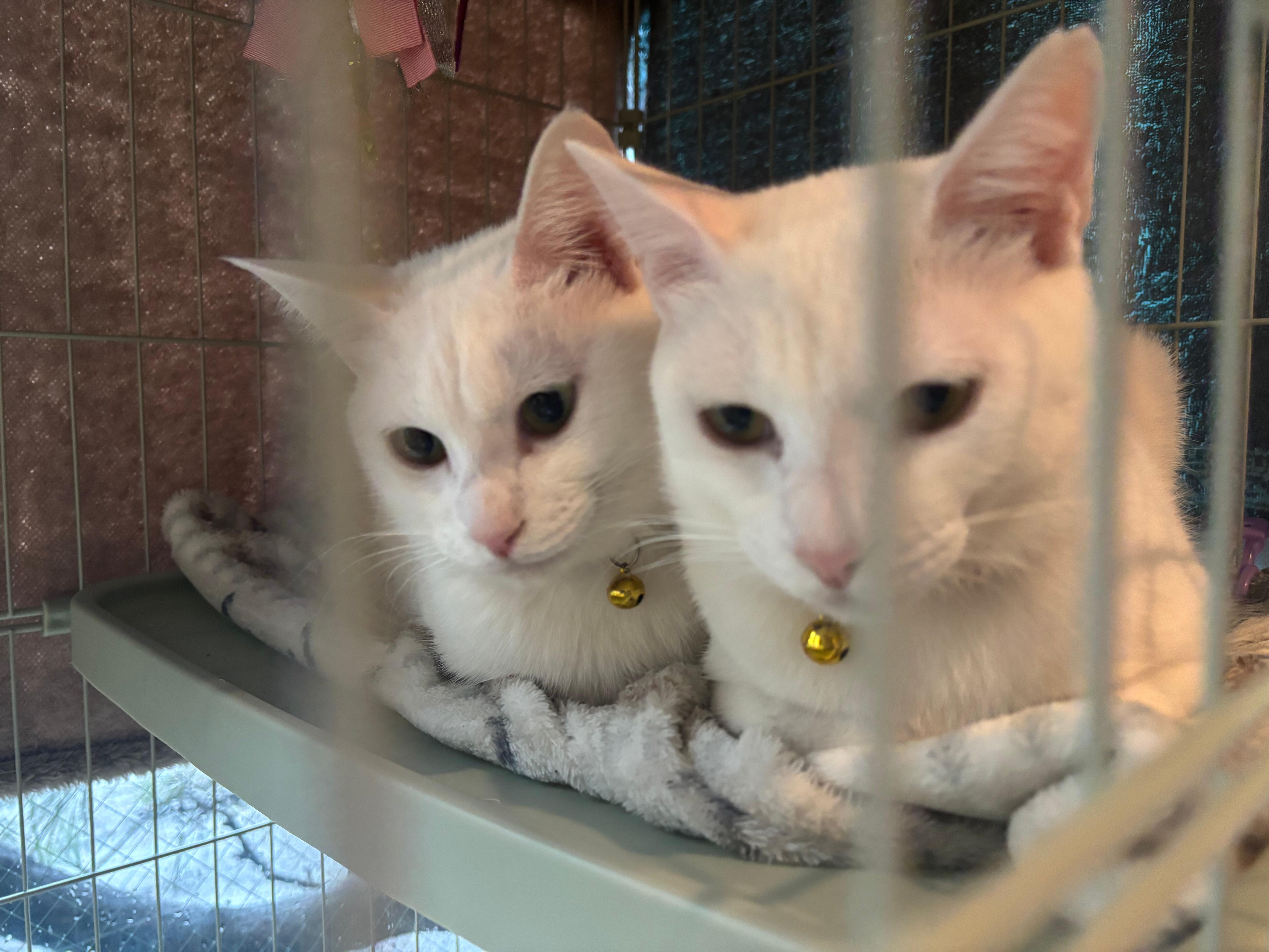 ニャンコがとても可愛い💕