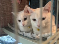 ニャンコがとても可愛い💕